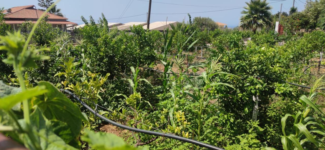 דירות קיפריסיה Rontaki Farm מראה חיצוני תמונה
